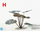 گل های آپارتمانی