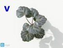 گل های آپارتمانی