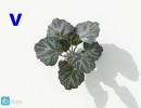 گل های آپارتمانی