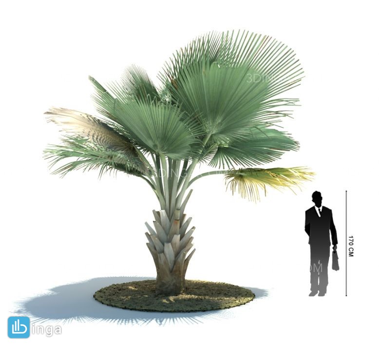 درخت نخل مناطق گرمسیری