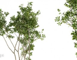 درخت در حیاط خانه