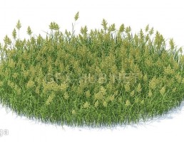 چمن + گیاهان وحشی