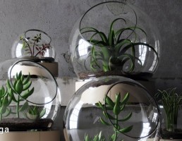 گل آپارتمانی در تراریوم