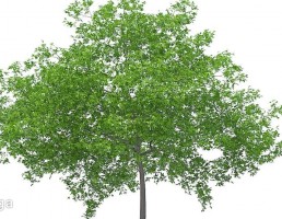 درخت گیلاس