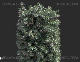 انواع بوته باغی