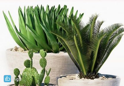 مجموعه ای از گیاهان گرمسیری