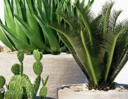 مجموعه ای از گیاهان گرمسیری