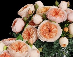 گلدان + گل رز