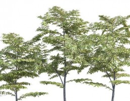 درختان در فضای باز