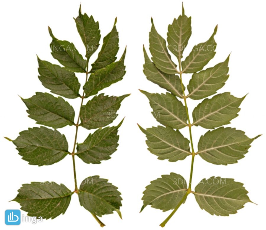 تکسچر شاخه متوسط