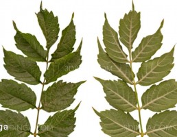 تکسچر شاخه متوسط