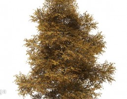درخت پاییزی افرا