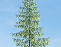 درخت Pinus