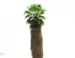 درخت نخل مناطق گرمسیری