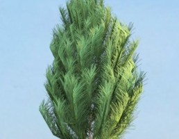 درخت Pinus