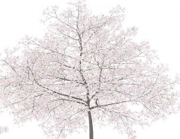 شکوفه درخت گیلاس