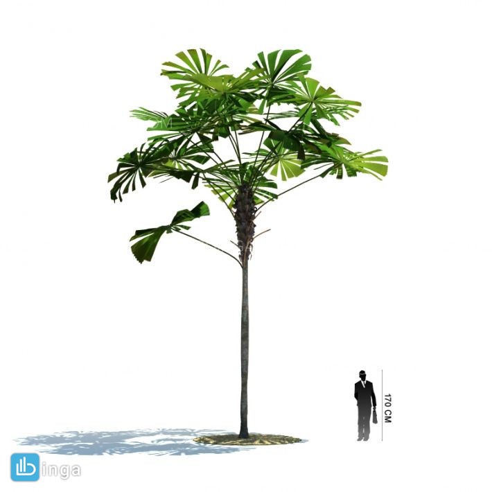 درخت نخل مناطق گرمسیری