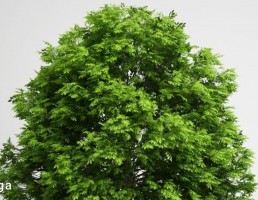 درخت سرسبز