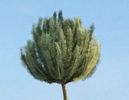 درخت Pinus_mugo