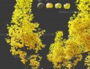 درخت افرا در فصل پاییز