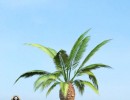 درخت Phoenic_canariensis