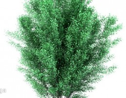 درختان باغی