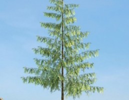 درخت Pinus