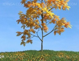 درختچه در فصل پاییز