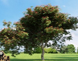 درخت
