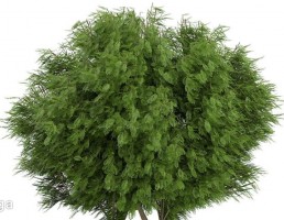 درخت در معرض باد