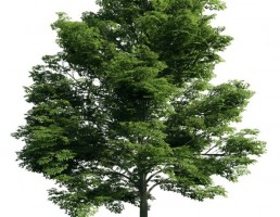 درخت