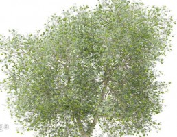 درخت زیتون