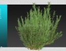 پرسوناژ بوته های رزماری