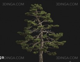 درخت Pinus thunbergii