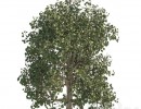 درختان سرسبز