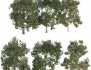 درختان سرسبز