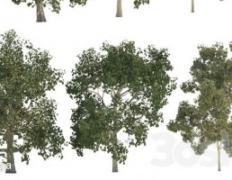 درختان سرسبز