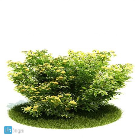 درختچه کاج