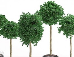 گیاه آپارتمانی مدرن