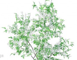 شکوفه درخت پرتغال