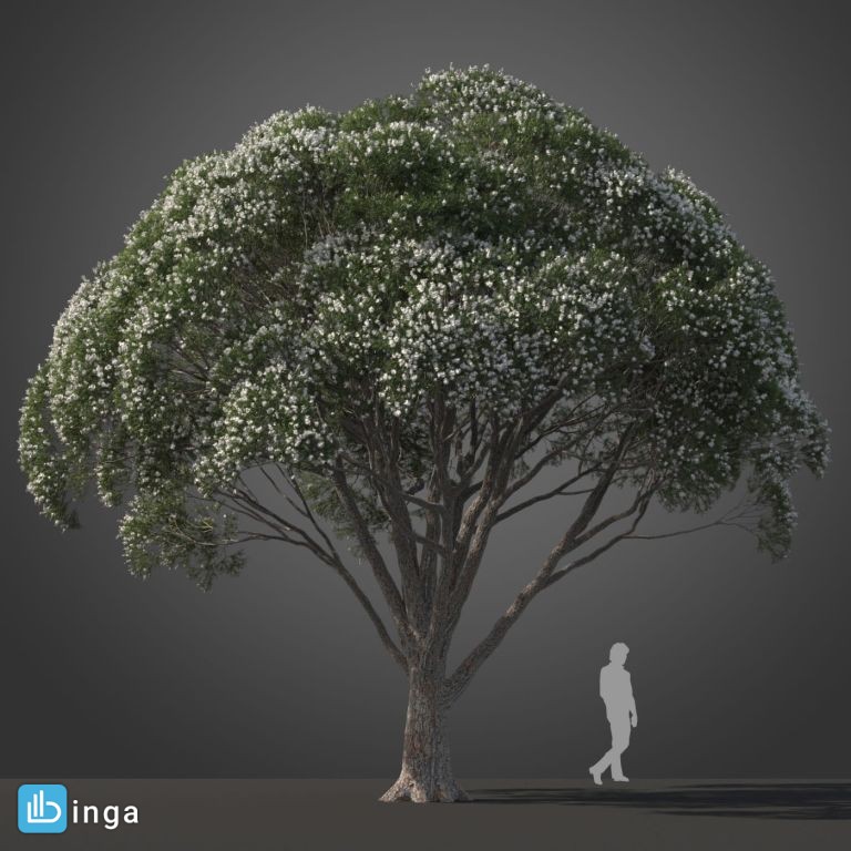 درخت نیمه گرمسیری