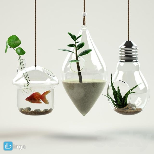 گل آپارتمانی در تراریوم
