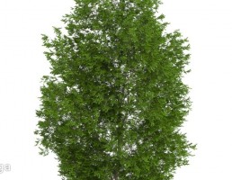 درخت کاج