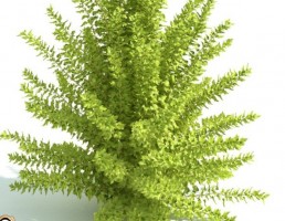 درخت پرچین