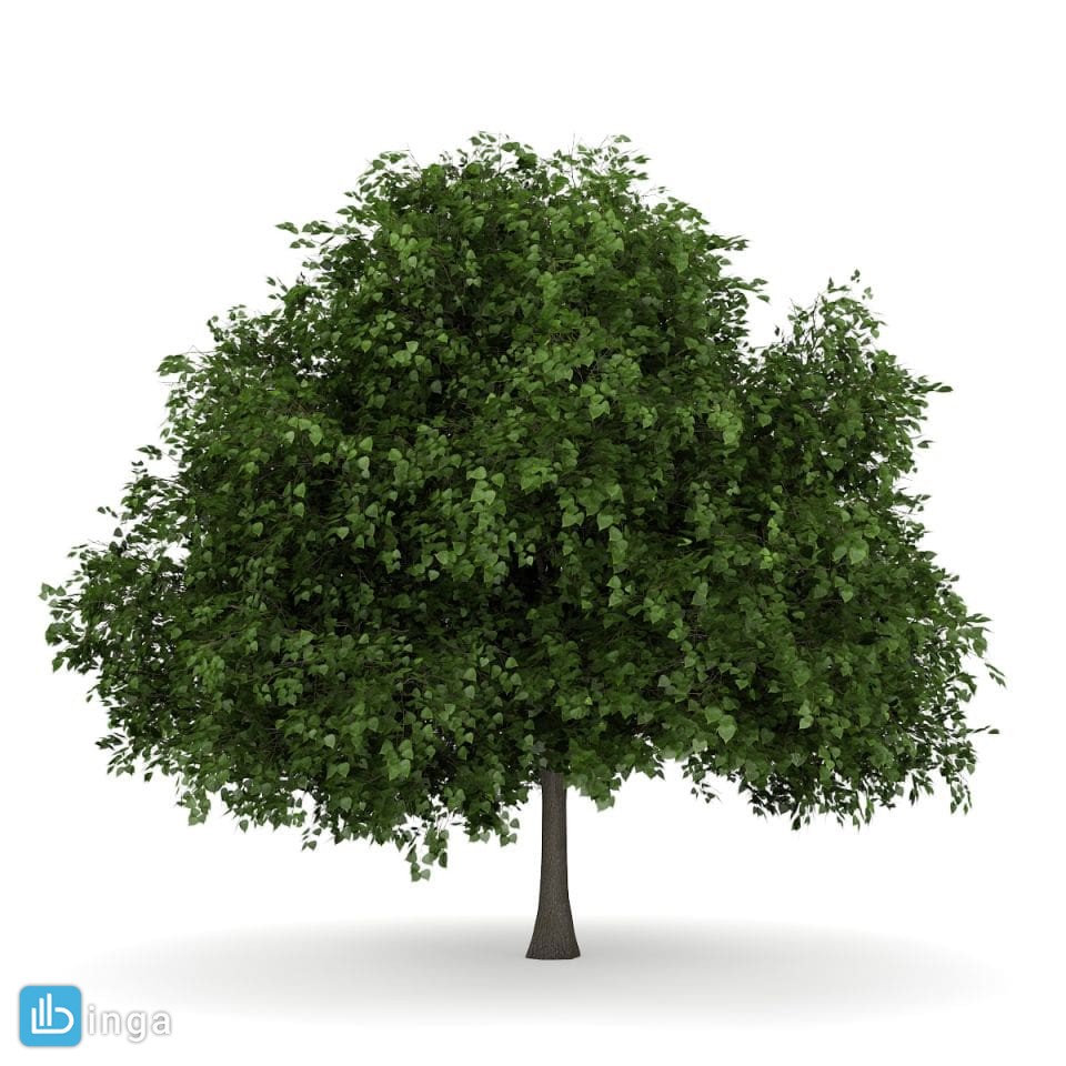 درخت بهاری