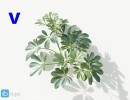 گل های آپارتمانی