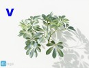 گل های آپارتمانی