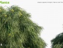 انواع درختچه طبیعی