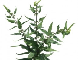 گیاه گزنه