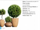 گیاهان زینتی آپارتمانی